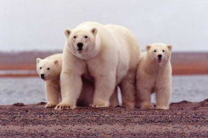 Kakšna je življenjska doba belega medveda v naravi in ​​ujetništvu?